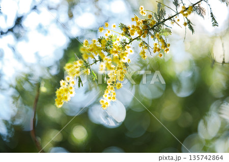 春の光に輝くミモザの黄色い花と柔らかなボケ背景 春の光に輝くミモザの黄色い花と柔らかなボケ背景 135742864