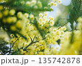 春の光に輝くミモザの黄色い花と柔らかなボケ背景 135742878