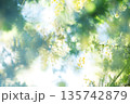春の光に輝くミモザの黄色い花と柔らかなボケ背景 135742879