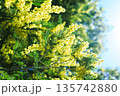 春の光に輝くミモザの黄色い花と柔らかなボケ背景 135742880