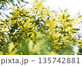 春の光に輝くミモザの黄色い花と柔らかなボケ背景 135742881