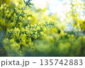 春の光に輝くミモザの黄色い花と柔らかなボケ背景 135742883