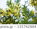 春の光に輝くミモザの黄色い花と柔らかなボケ背景 135742884