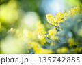 春の光に輝くミモザの黄色い花と柔らかなボケ背景 135742885