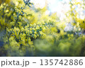 春の光に輝くミモザの黄色い花と柔らかなボケ背景 135742886