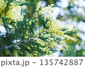 春の光に輝くミモザの黄色い花と柔らかなボケ背景 135742887