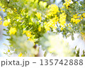 春の光に輝くミモザの黄色い花と柔らかなボケ背景 135742888