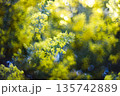 春の光に輝くミモザの黄色い花と柔らかなボケ背景 135742889