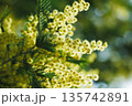 春の光に輝くミモザの黄色い花と柔らかなボケ背景 135742891
