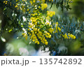 春の光に輝くミモザの黄色い花と柔らかなボケ背景 135742892