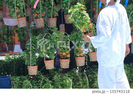 浅草ほおずき市 浅草ほおずき市 135743118