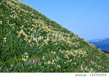 野母崎のスイセン、水仙 135743354