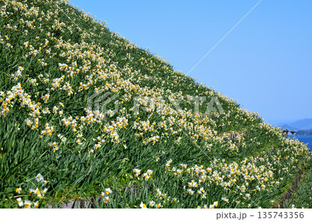 野母崎のスイセン、水仙 野母崎のスイセン、水仙 135743356