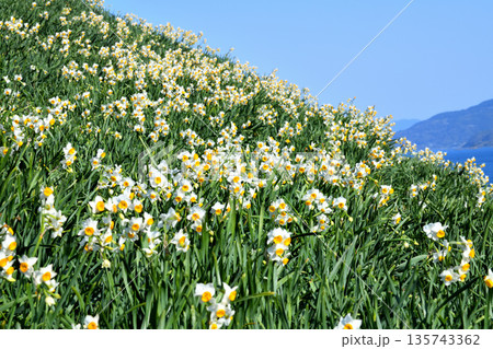 野母崎のスイセン、水仙 135743362