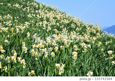 野母崎のスイセン、水仙 135743364