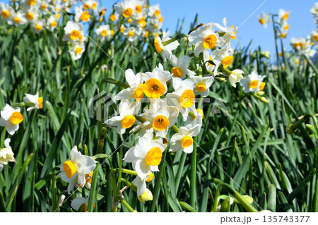 野母崎のスイセン、水仙 135743377