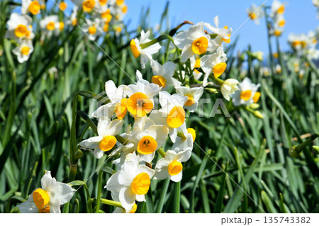 野母崎のスイセン、水仙 135743382