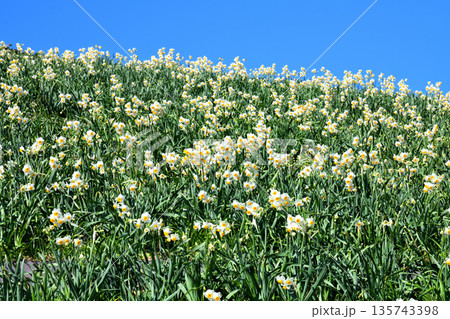 野母崎のスイセン、水仙 135743398