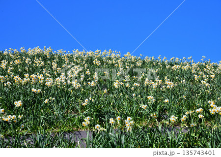 野母崎のスイセン、水仙 野母崎のスイセン、水仙 135743401