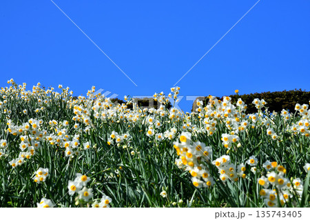 野母崎のスイセン、水仙 野母崎のスイセン、水仙 135743405