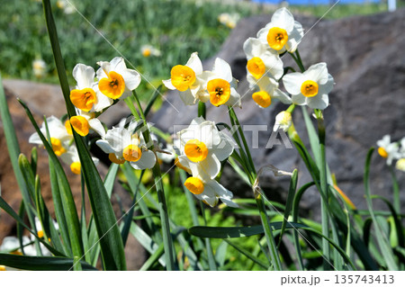 野母崎のスイセン、水仙 135743413
