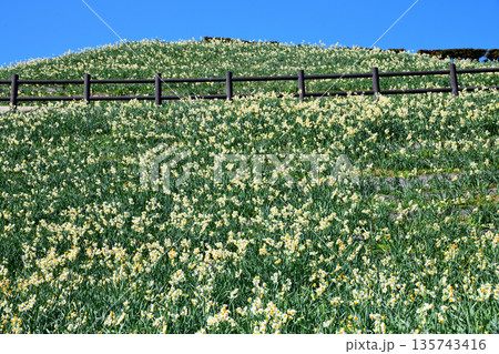 野母崎のスイセン、水仙 135743416