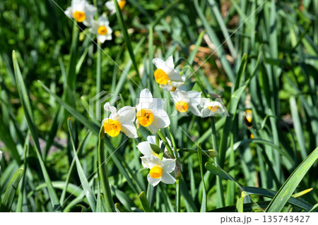 野母崎のスイセン、水仙 135743427