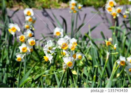 野母崎のスイセン、水仙 135743430