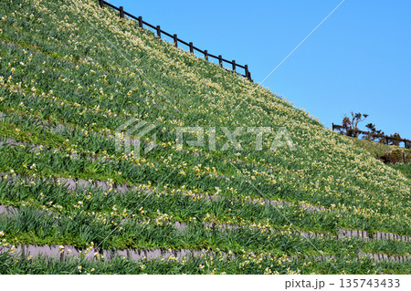 野母崎のスイセン、水仙 135743433