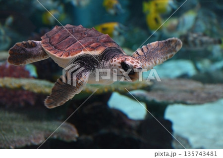 優雅に泳ぐウミガメの赤ちゃん 135743481