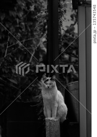 たたずむ猫 たたずむ猫 135743548