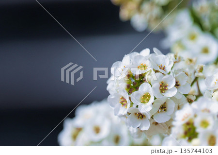 春の庭に咲く白く可憐なスイートアリッサムの花 135744103