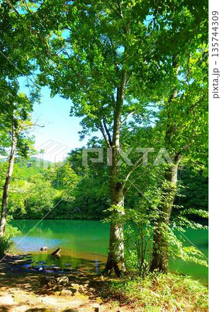 ドッコ沼 蔵王 新緑 ドッコ沼 蔵王 新緑 135744309