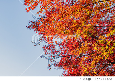 紅葉の風景(静岡県) 紅葉の風景(静岡県) 135744388