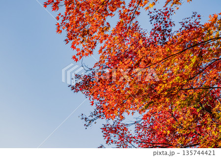 紅葉の風景(静岡県) 135744421
