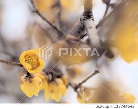 1月に咲いた黄色い蝋梅（ロウバイ）の花 135744648