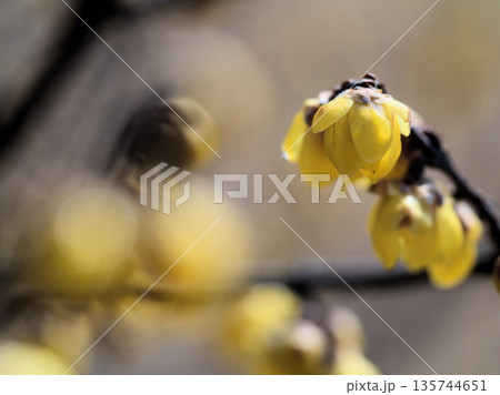 1月に咲いた黄色い蝋梅（ロウバイ）の花 135744651