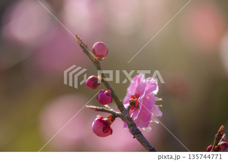 紅梅の花 135744771