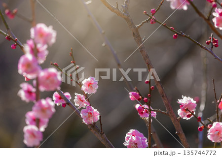 紅梅の花 135744772