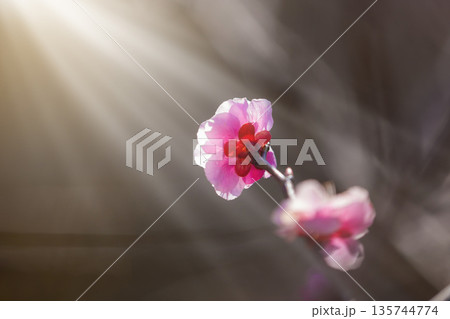 紅梅の花 135744774