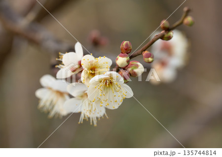 春を告げるふっくらとした蕾と咲き始めの白梅 135744814