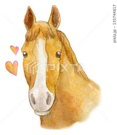 水彩イラスト 手描き 白い流星の栗毛の馬 水彩イラスト 手描き 白い流星の栗毛の馬 135744817