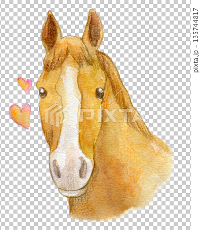 水彩イラスト 手描き 白い流星の栗毛の馬 水彩イラスト 手描き 白い流星の栗毛の馬 135744817