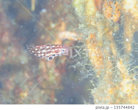 モンツキベラ幼魚 モンツキベラ幼魚 135744842