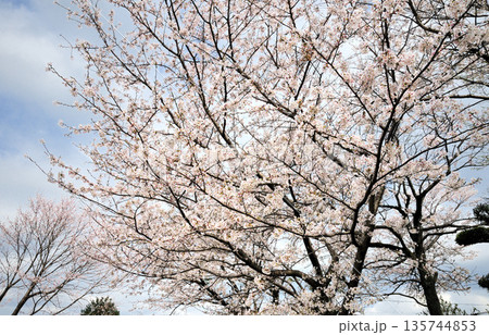 ふれあいの森の桜 ふれあいの森の桜 135744853