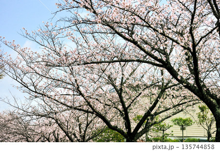 ふれあいの森の桜 ふれあいの森の桜 135744858