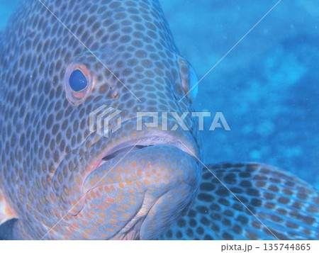 オオモンハタ　どあっぷ 135744865