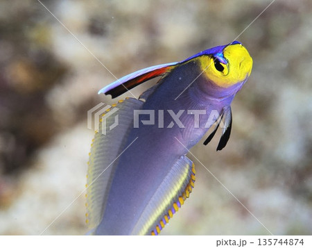 シコンハタタテハゼ 135744874