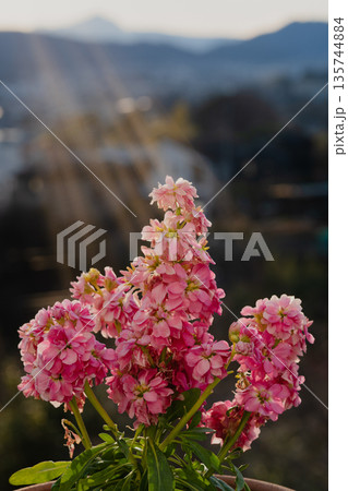 夕暮れの山並みを背景に咲く鉢植えのストックの花 夕暮れの山並みを背景に咲く鉢植えのストックの花 135744884