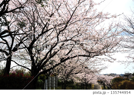 ふれあいの森の桜 ふれあいの森の桜 135744954